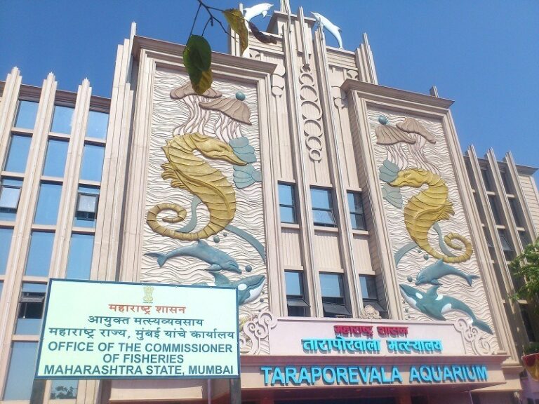 Taraporewala Aquarium: An Immersive Journey Through India's Rich Marine Biodiversity Shivrajpur Beach