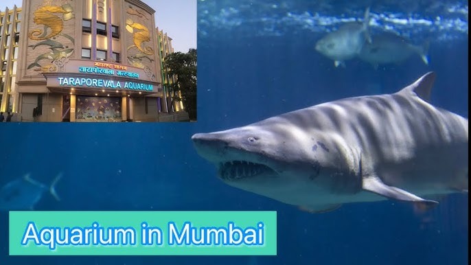 Taraporewala Aquarium: An Immersive Journey Through India's Rich Marine Biodiversity Taraporewala Aquarium