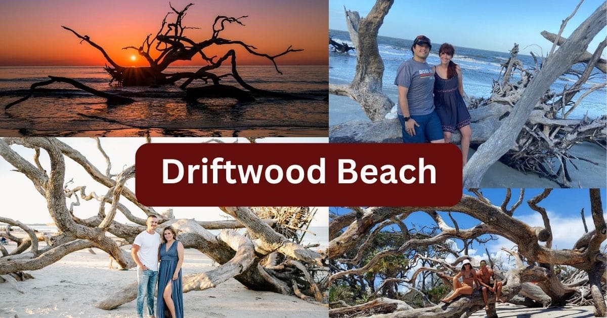 Discover the Enchanting Secrets of Driftwood Beach: A Hidden Gem Unveiled Driftwood Beach