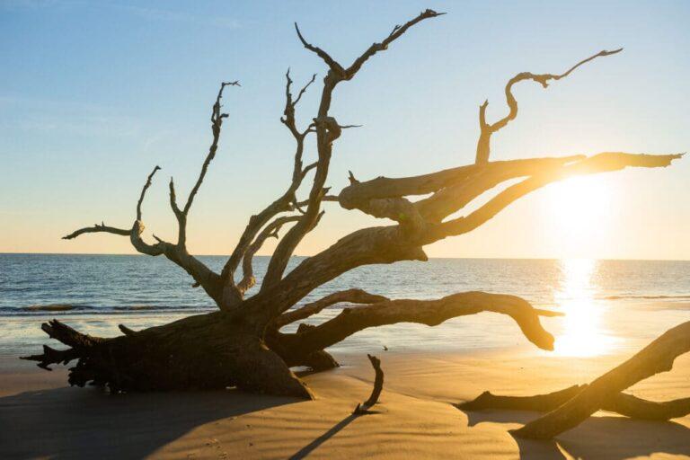 beach-driftwood-1-1024x683