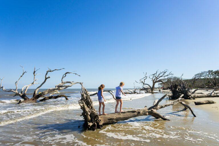 beach-driftwood-2