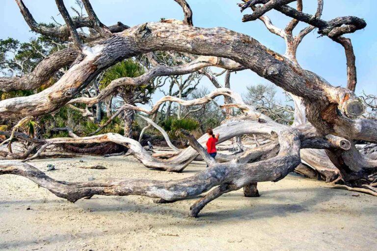 driftwood-beach-jekyll-island-georgia-BEACHAREAGA0322-2092b2c5c6524f2290b92daccb99db90