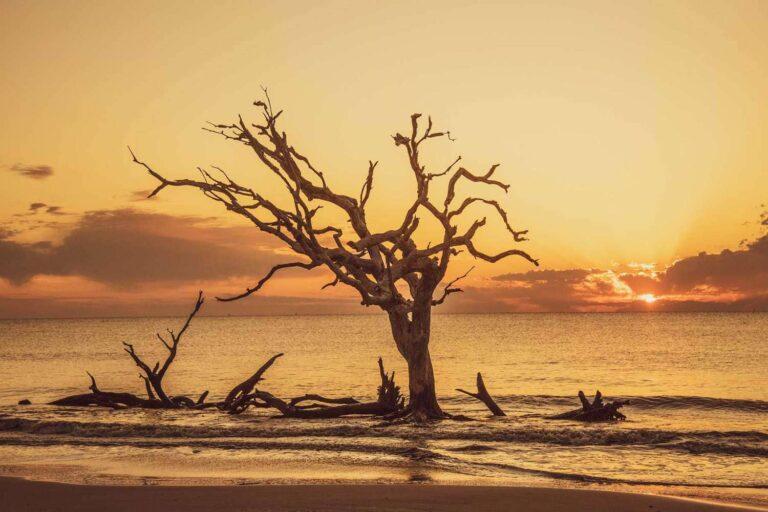 driftwood-beach-jekyll-island-georgia-sunset-BEACHAREAGA0322-8caf5bdca43a47179303079aa0f72037