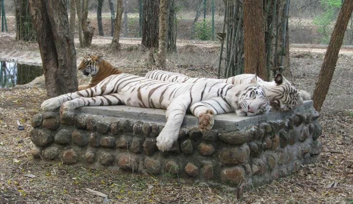 Bannerghatta National Park Timings And Ticket Price Bannerghatta National Park