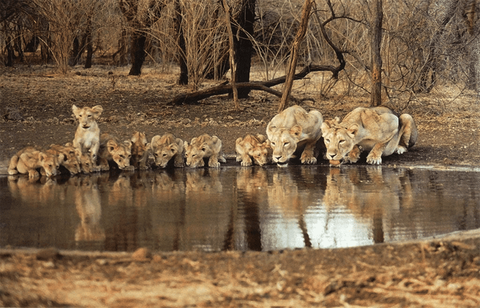 Gir National Park | booking, timing, Map, Jungle safari Gir National Park