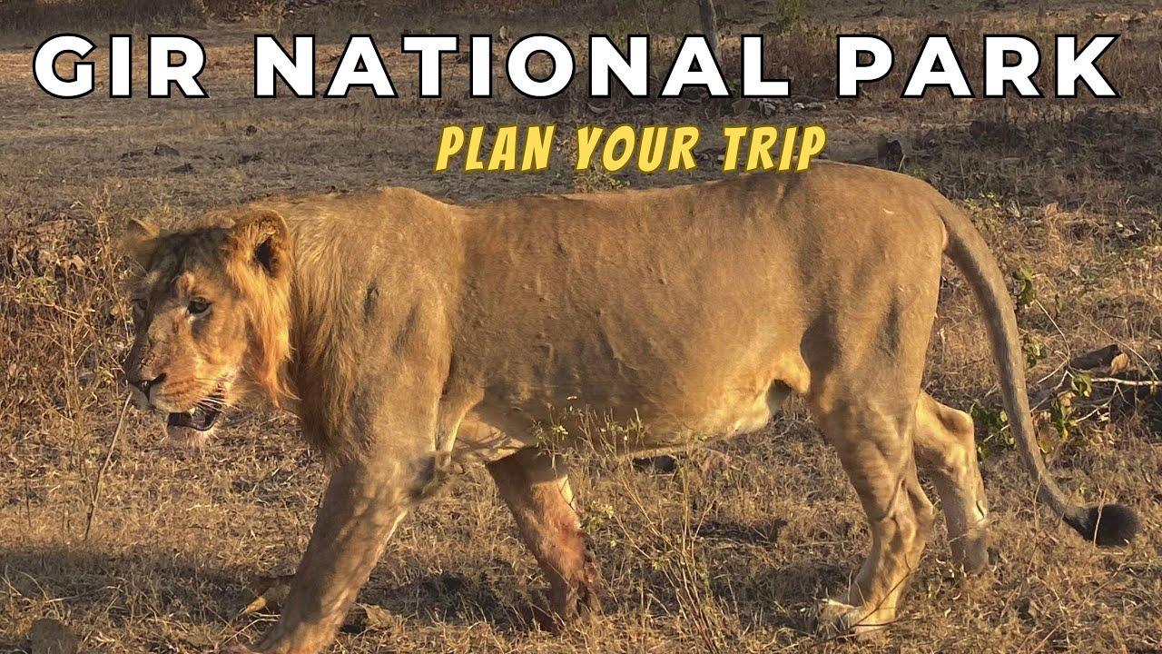 Gir National Park | booking, timing, Map, Jungle safari Gir National Park